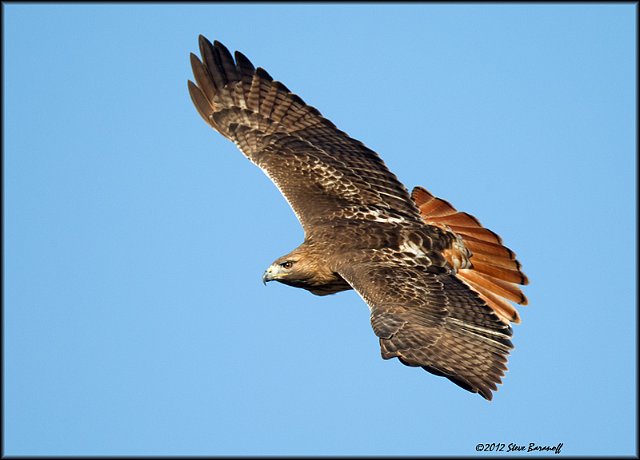 _2SB1455 red-tailed hawk.jpg
